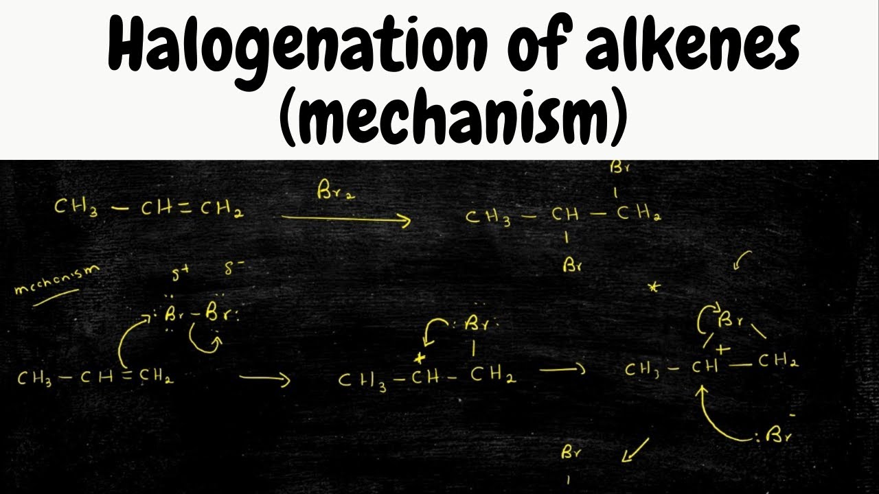 halogenation of Alkenes mechanism / addition of Br2