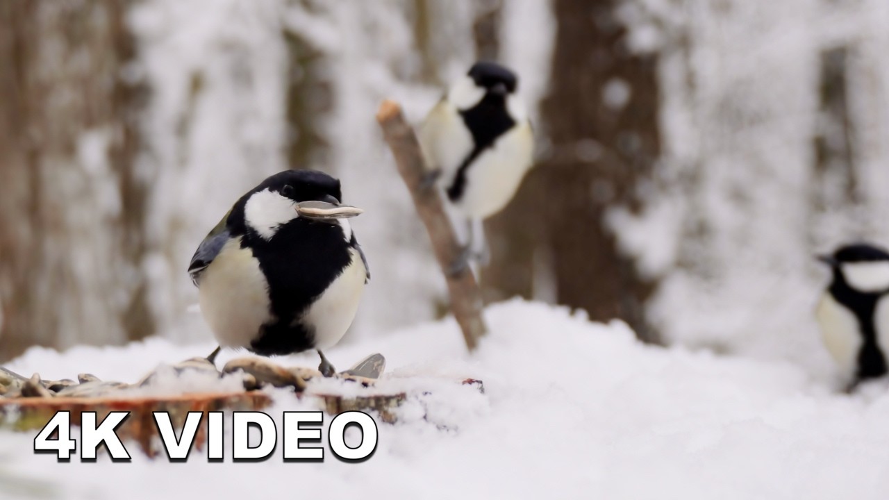 Snowy Morning Serenity ❄️ 22-Minute 4K Wild Bird ASMR (0°C / 32°F) | Relaxing Feeder
