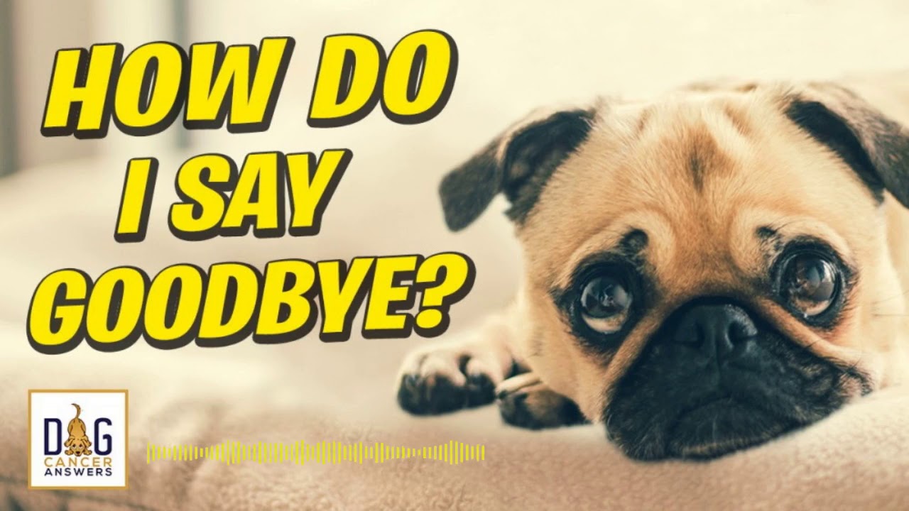 When Should I Put My Dog Down? | Dr. Demian Dressler Q&A