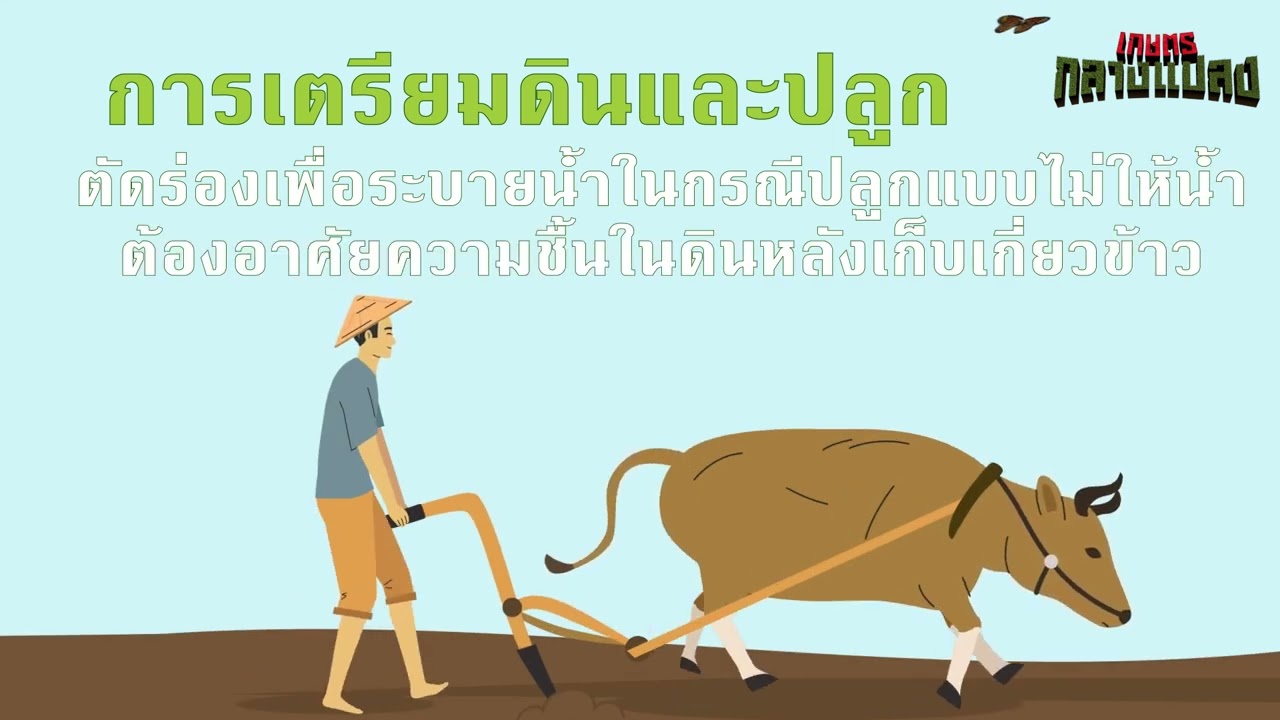 แกะเปลือกกลางแปลง l ปลูกถั่วเขียวหลังนา ดินได้ปุ๋ย คนได้เงิน