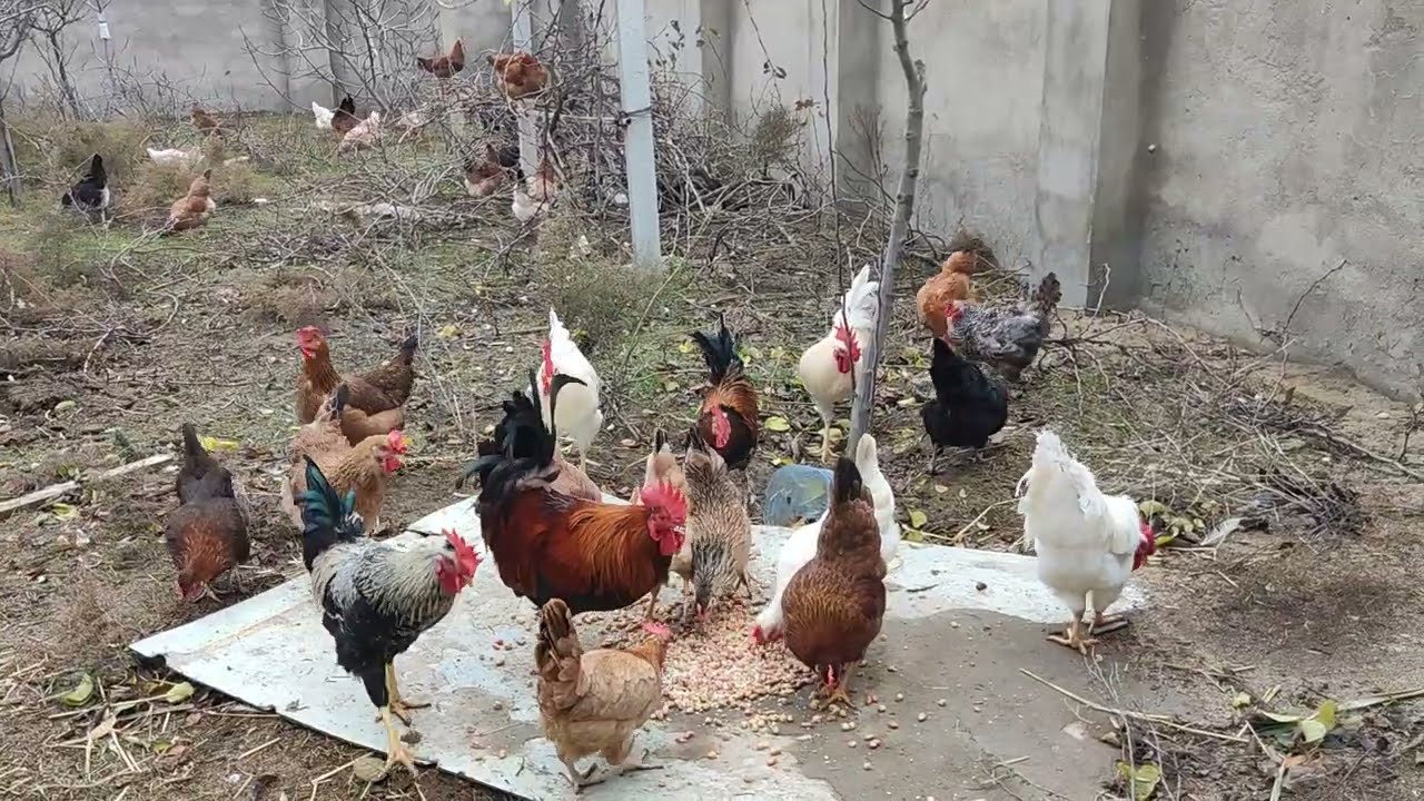 Пора кормить кур