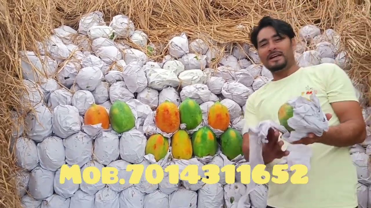 अलवर फ्रूट मंडी पपीता होलसेल रेट जानकारी #papaya #fruit #mandi #rate #alwar #rajasthan #india 