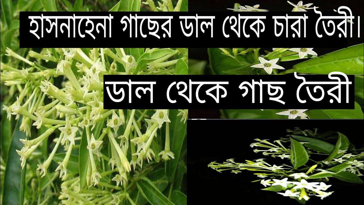 হাসনাহেন ফুল গাছের ডাল থেকে চারা তৈরী।how to grafting queen of night.hasnahena flower tree grafting.