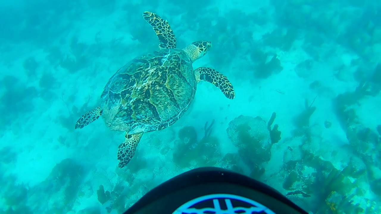 Bight Reef Snorkeling in Turks and Caicos with a Sea Scooter from Webfooters