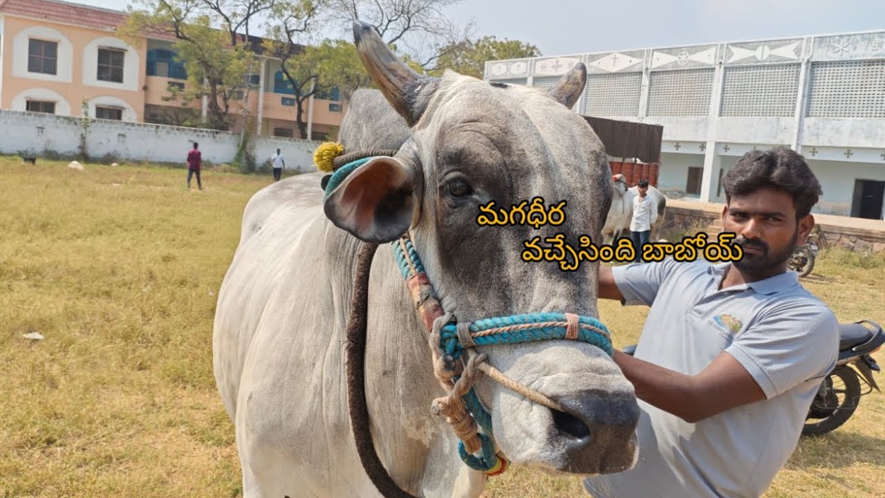 మర్యాపురం కడప జిల్లా సీనియర్స్ విభాగం వచ్చిన గుత్తి ఆదిల్ అన్న గారు బుల్స్