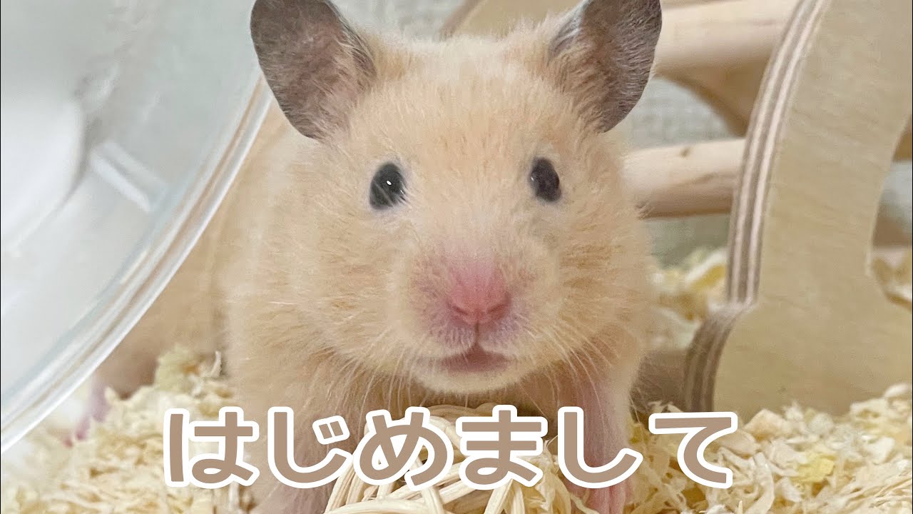 vlog｜キンクマハムスターお迎え初日の様子🌼