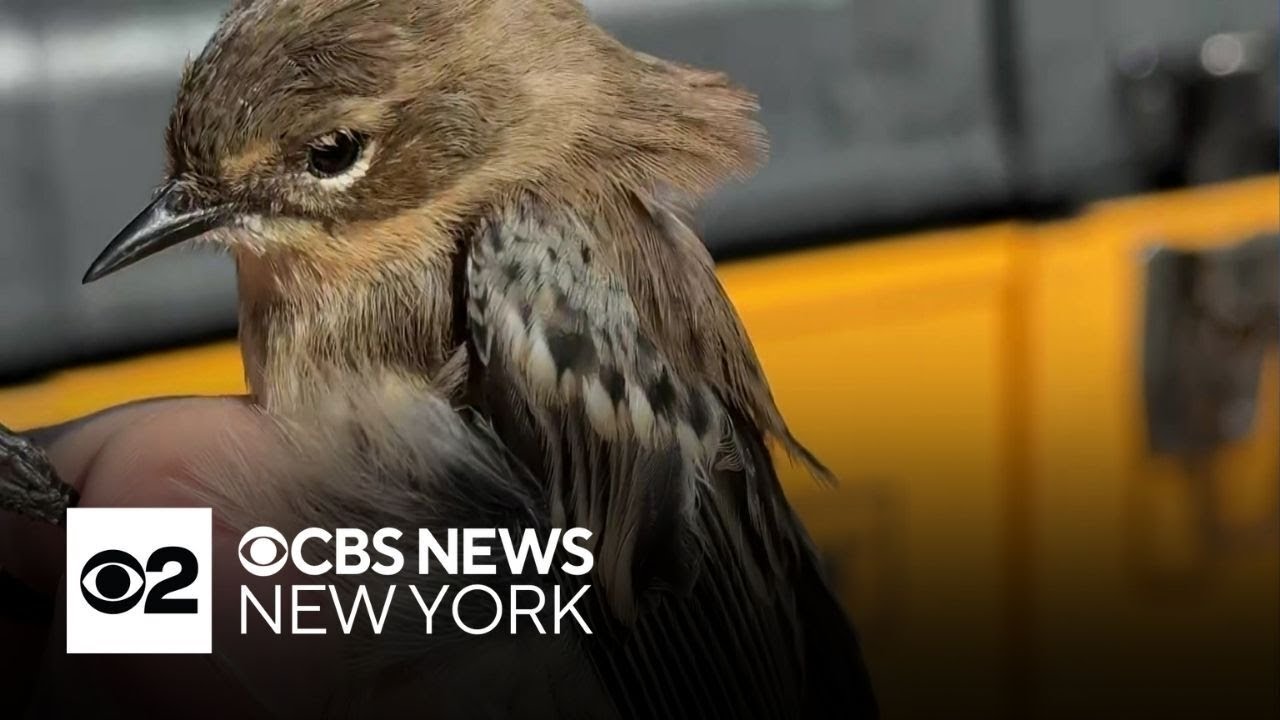 As bird migration season starts, these Long Islanders are eagerly collecting data