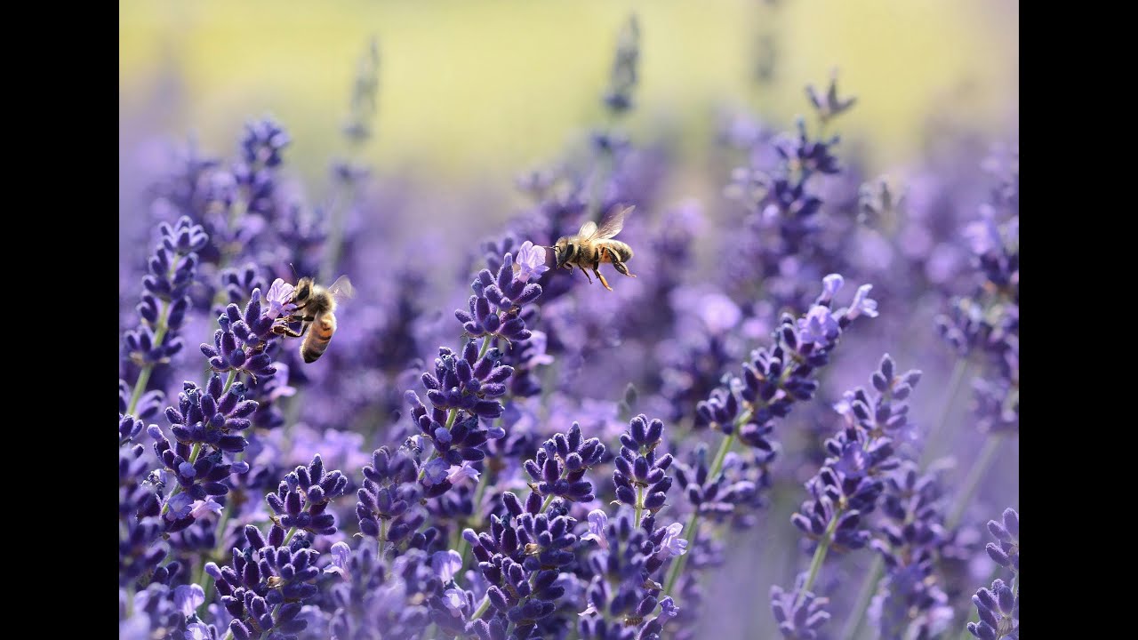 how bees see the world?