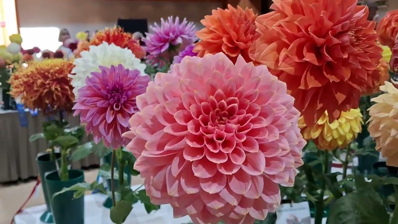 ADS 2025 National Dahlia Show Section C