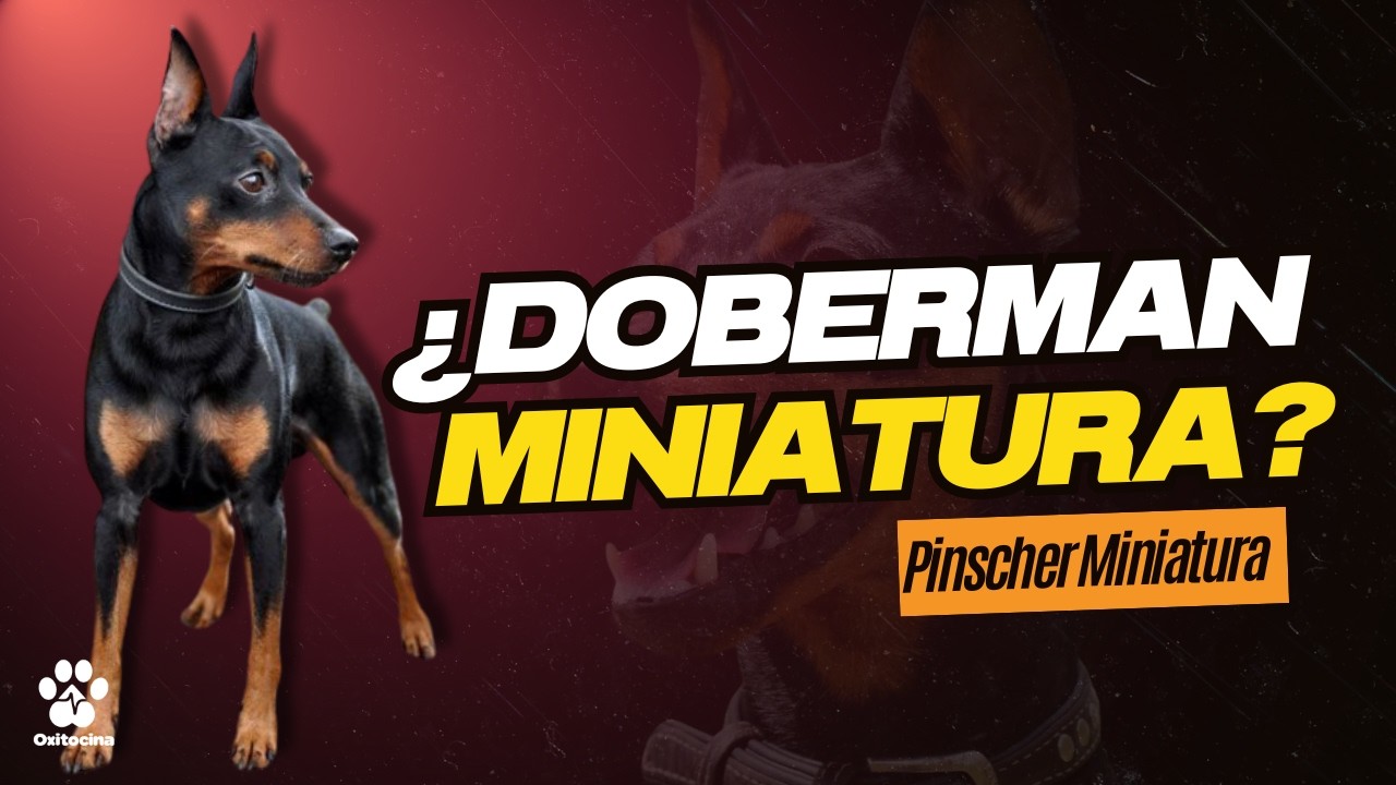 Pinscher Miniatura: 9 Cosas Que Quizás No Sabes