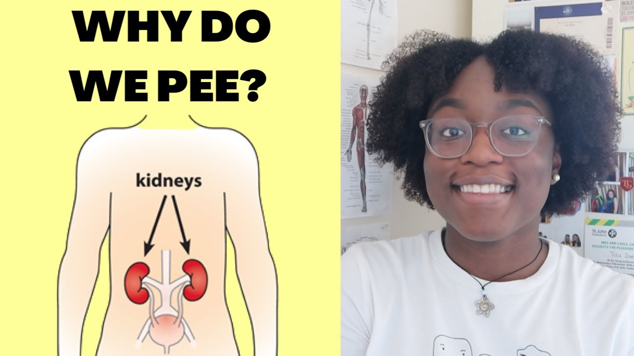 a brief introduction to the kidneys