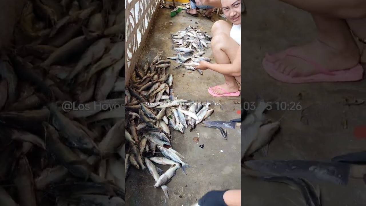 Proceso del pescado 