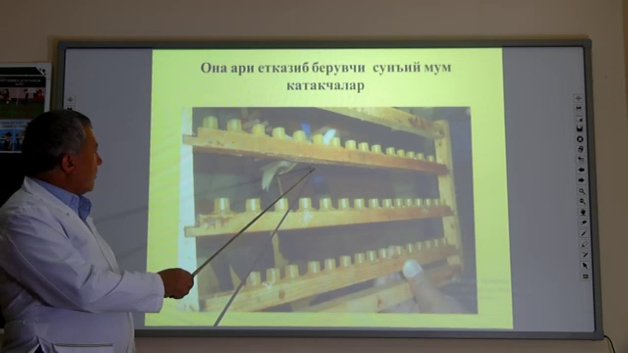 Ona asalari yetishtirish texnologiyasi