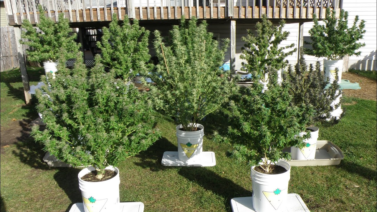 Flowering Cannabis Outdoors in 5 Gallon Buckets 2020