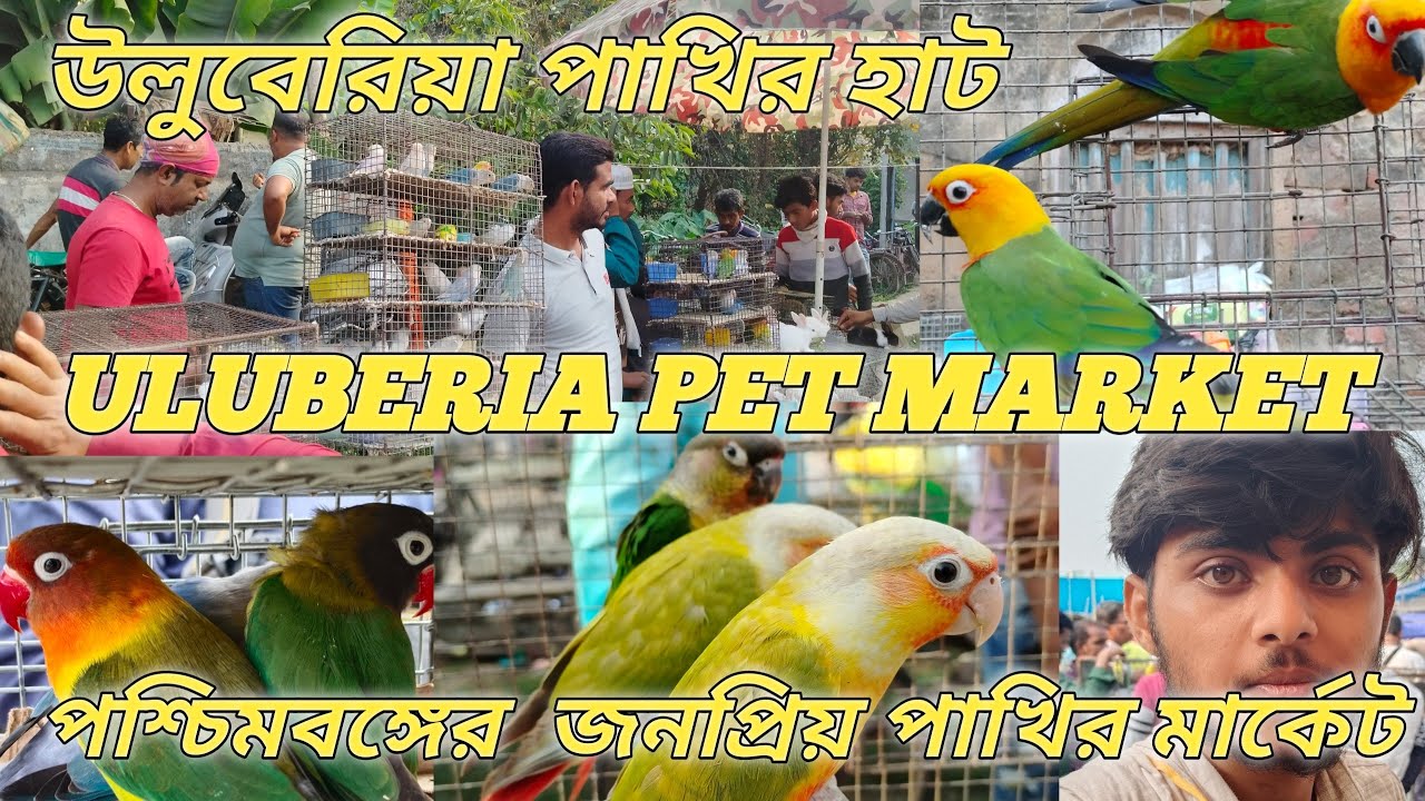 Uluberia Bird market all bird 🐦🕊️ price update 7th March 