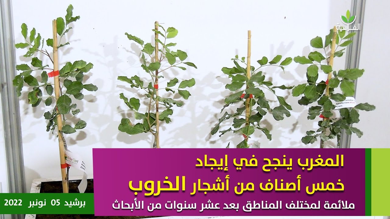 المغرب ينجح في ايجاد خمس أصناف من أشجار الخروب ملائمة لمختلف المناطق بعد عشر سنوات من الأبحاث