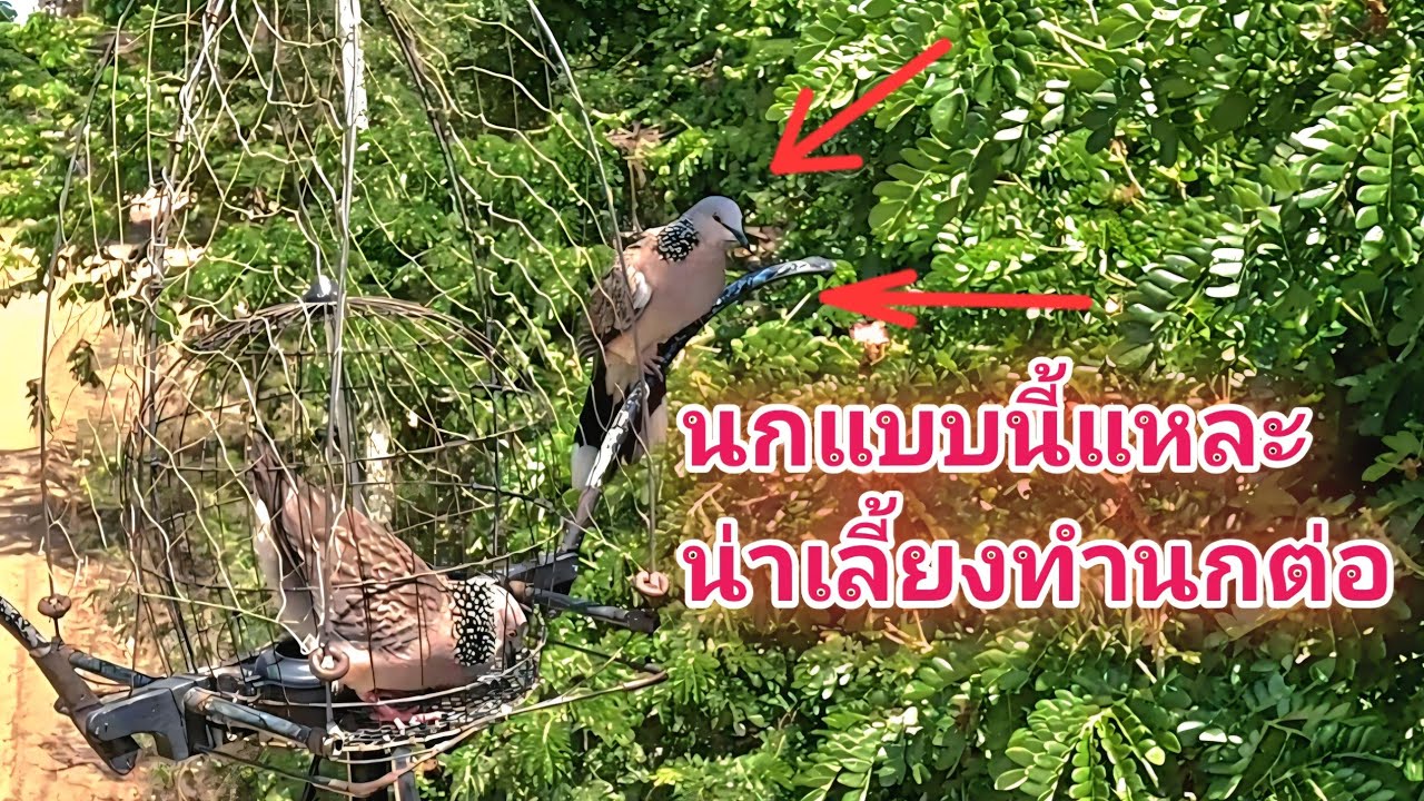 นกป่าแบบนี้และที่น่าเลี้ยงทำนกต่อ​  