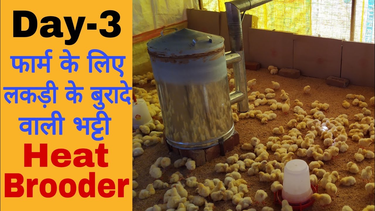 Day-3,भट्टी से फार्म को गर्म रखे,bukhaari(brooder lamp)saw dust lamp