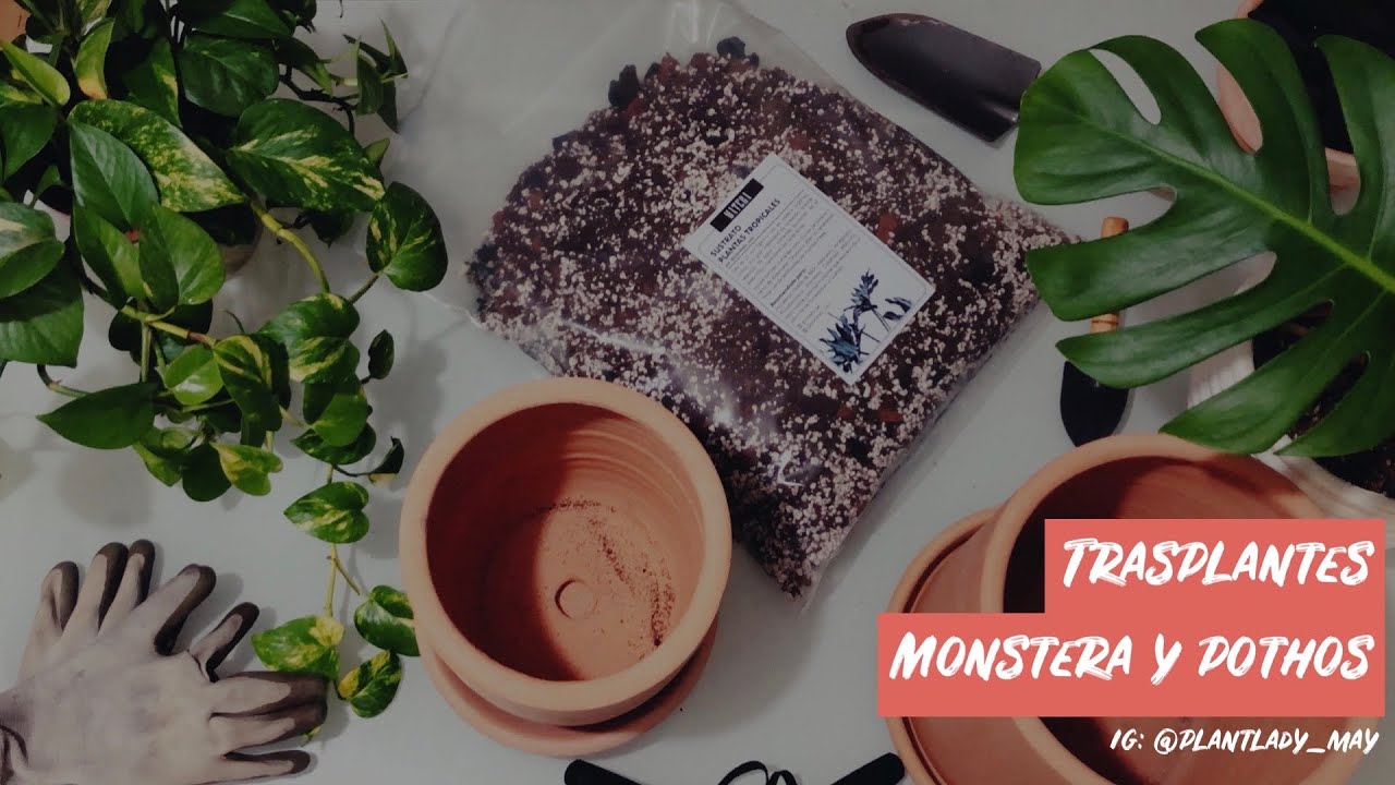 Trasplante de Monstera y Pothos 🌿