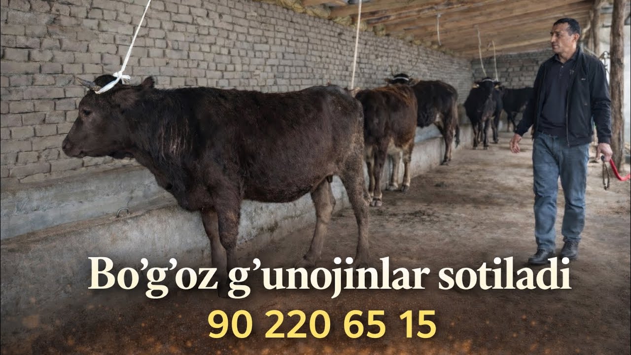 BOGOZ GUNOJINLAR SOTILADI марта 2026 г. БОГОЗ СИГИРЛАР СОТИЛАДИ       90 220 65 15.   91 608 03 10