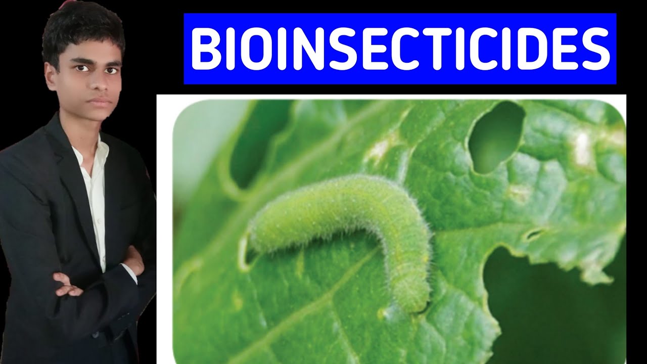 What is meant by Bioinsecticides ? Functions of Bioinsecticides | Process explained |