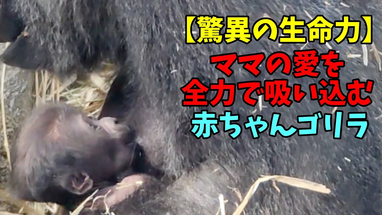 【驚異の生命力】ママの愛を全力で吸い込む💗赤ちゃんゴリラ【京都市動物園】