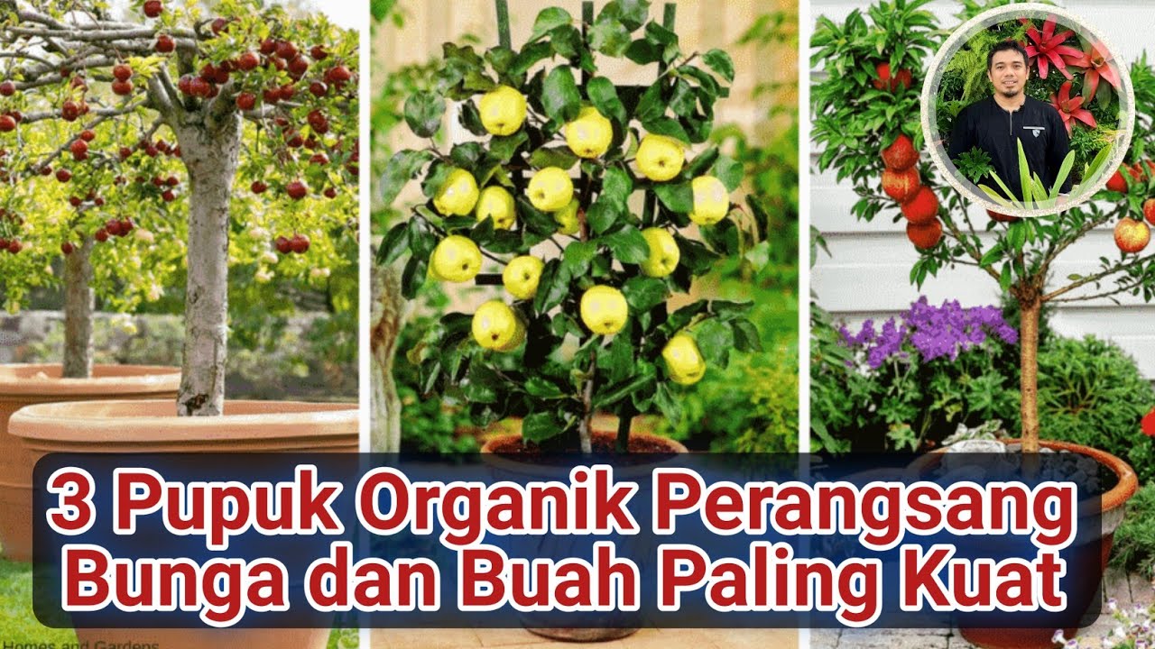 3 Jenis Pupuk Perangsang Buah Paling Kuat, Perangsang buah untuk tanaman, Agar tanaman Berbuah..!!