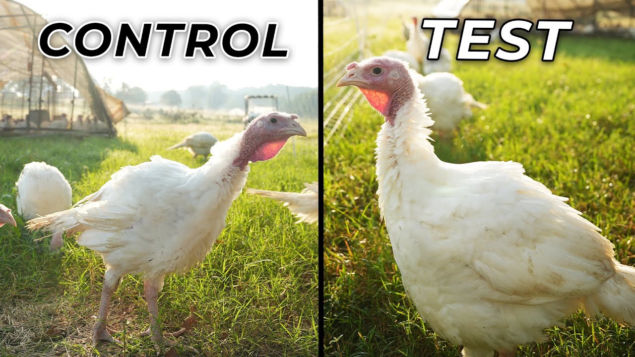Pastured Turkey EXPERIMENT | Do Feed Additives Work?