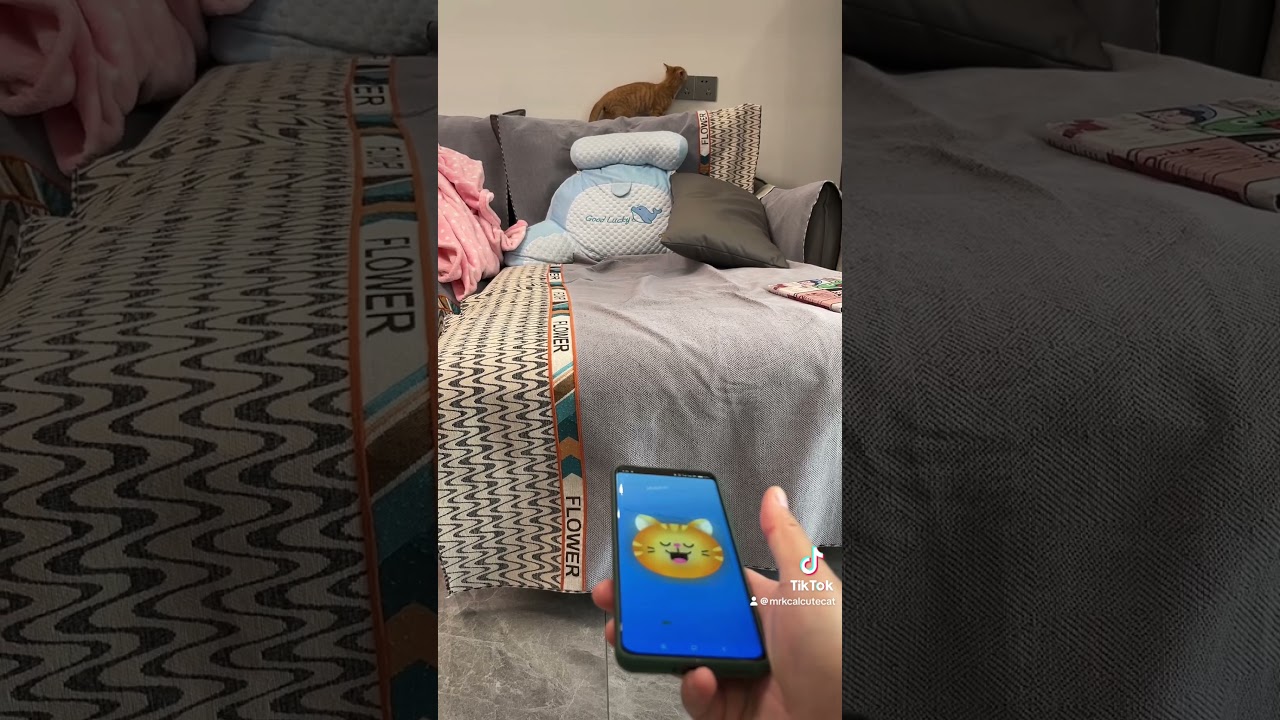 I tried out a cat translator app on my phone&mdash;and my kitty actually answered me! We nailed it!