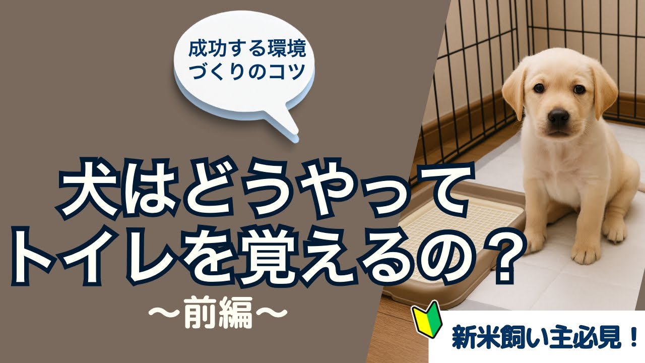 【犬のトイレトレーニング前編】最初の1週間で覚えられる環境づくりのコツ
