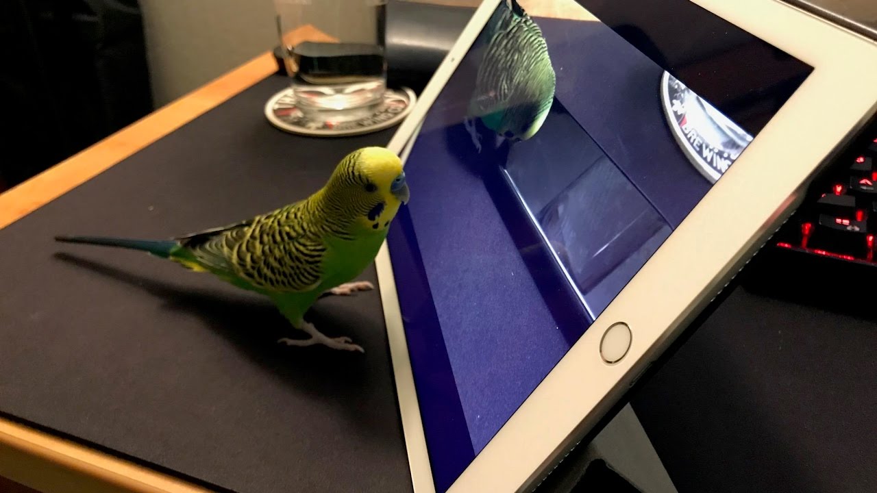 Как говорящий попугайчик Киви учится у Siri