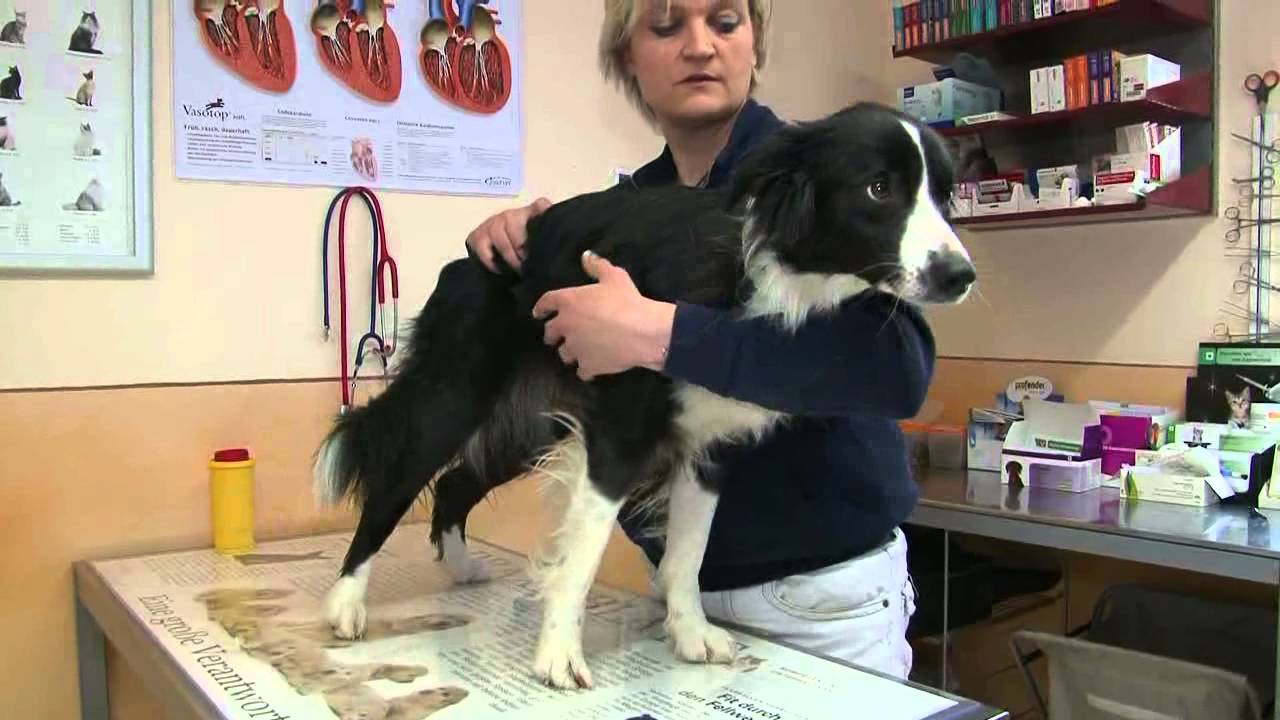 Osteopathie beim Hund
