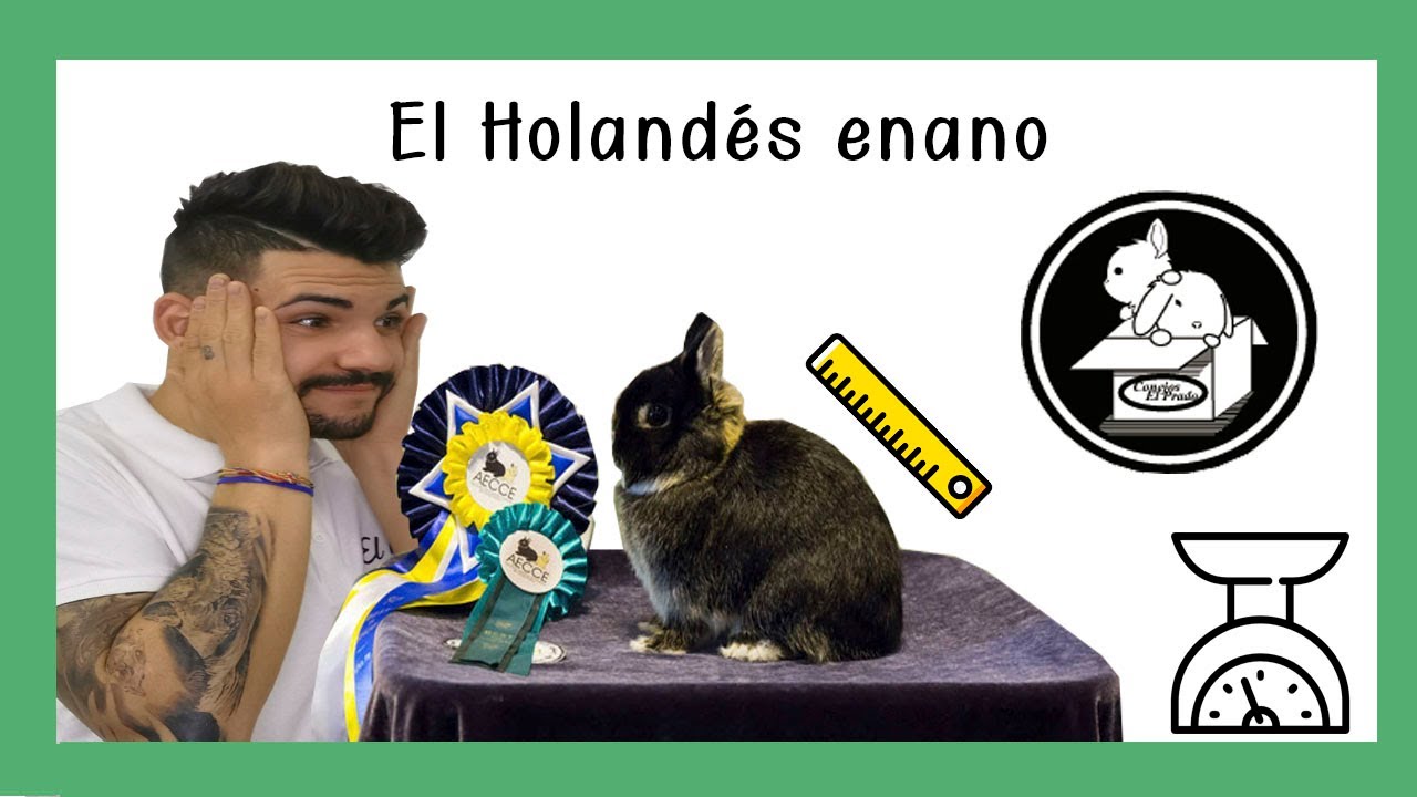 TODO sobre el HOLANDES ENANO, la raza MÁS PEQUEÑA de CONEJO. (NETHERLAND DWARF)