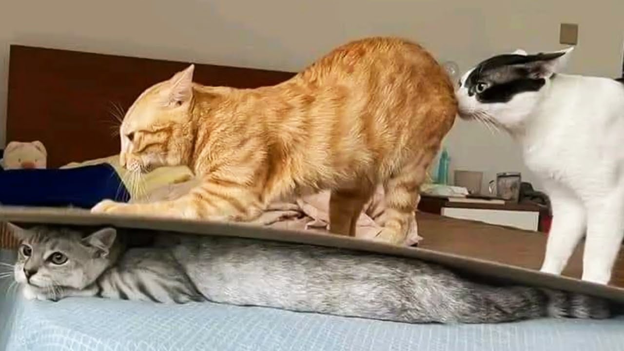 Cats Doing The FUNNIEST Things! 🤣 | Funny Cat Videos 2025 😹