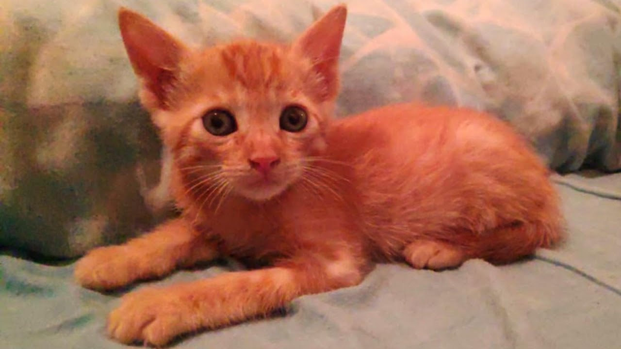 OS PRESENTO A EEVEE 😻 MI NUEVO GATITO