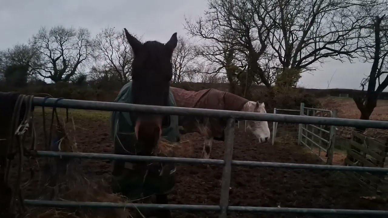 Grumpy horse rambling