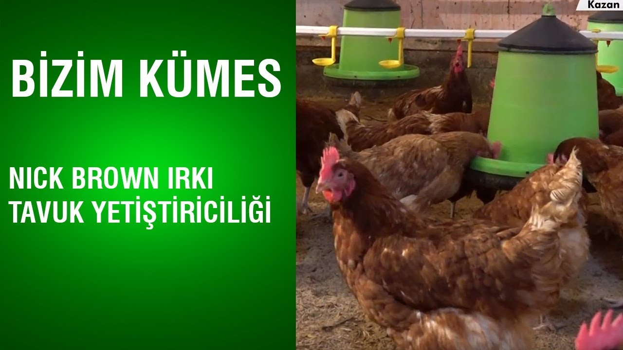 Bizim Kümes - Nick Brown Irkı Tavuk Yetiştiriciliği