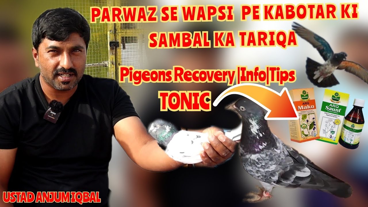 Parwaz Se Wapsi Pe Kabotar Ki Sambal Ka Tariqa|Ustad Anjum Iqbal|Pigeon Recovery Tonic|Info|Tips