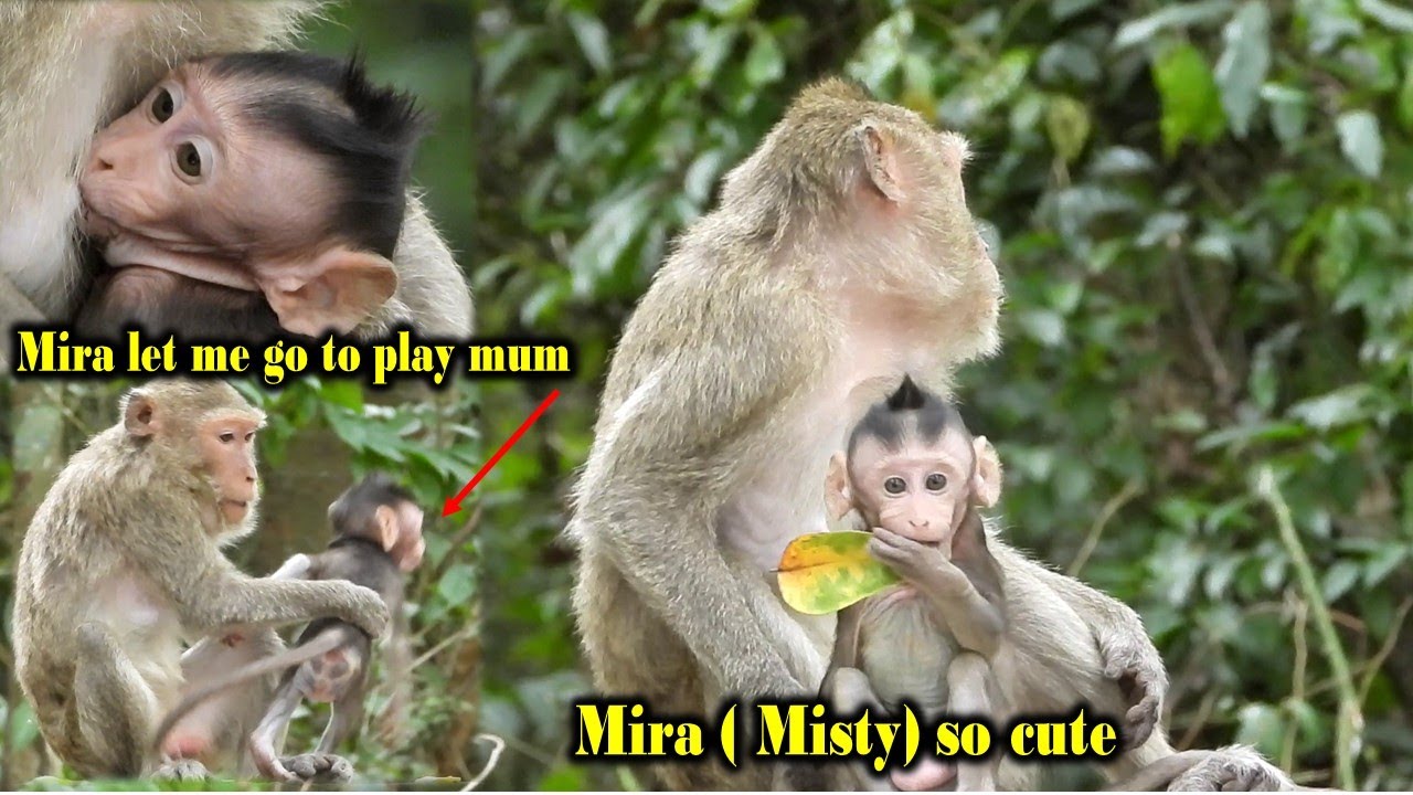 [ Marri run fast for food ] Cutie baby Mira grow up fast her skinny mum Marri can't control her more
