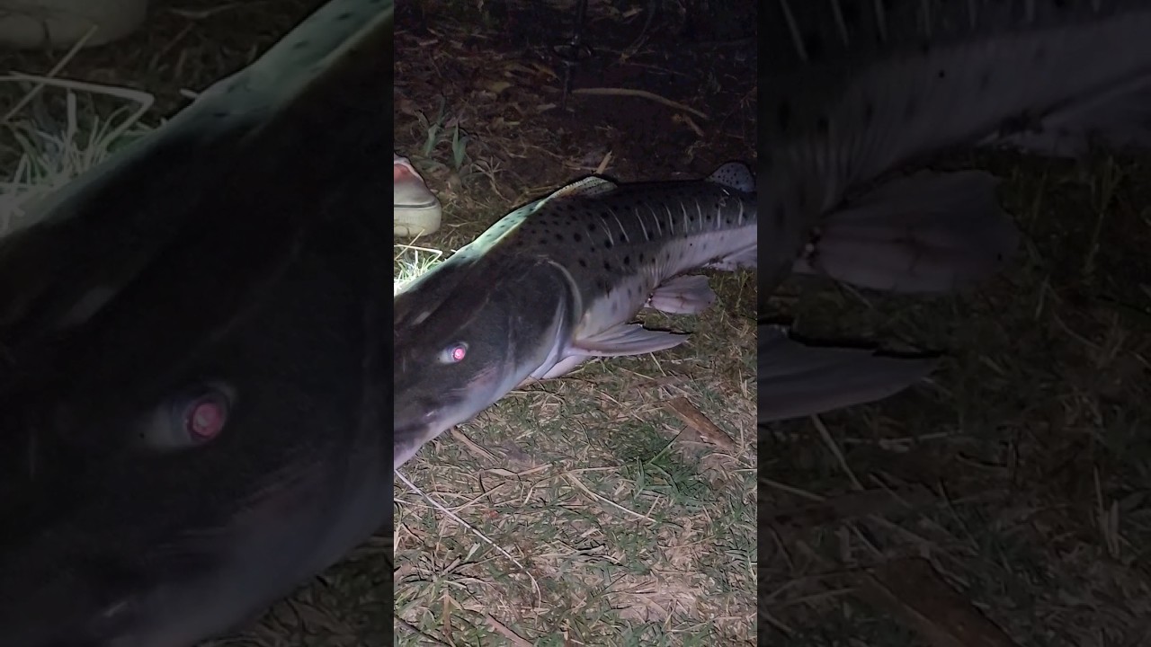 Hermoso Surubi! #pesca #fishing #fish #pescando #pescaria #rioparana #bagres #amarillos #surubim