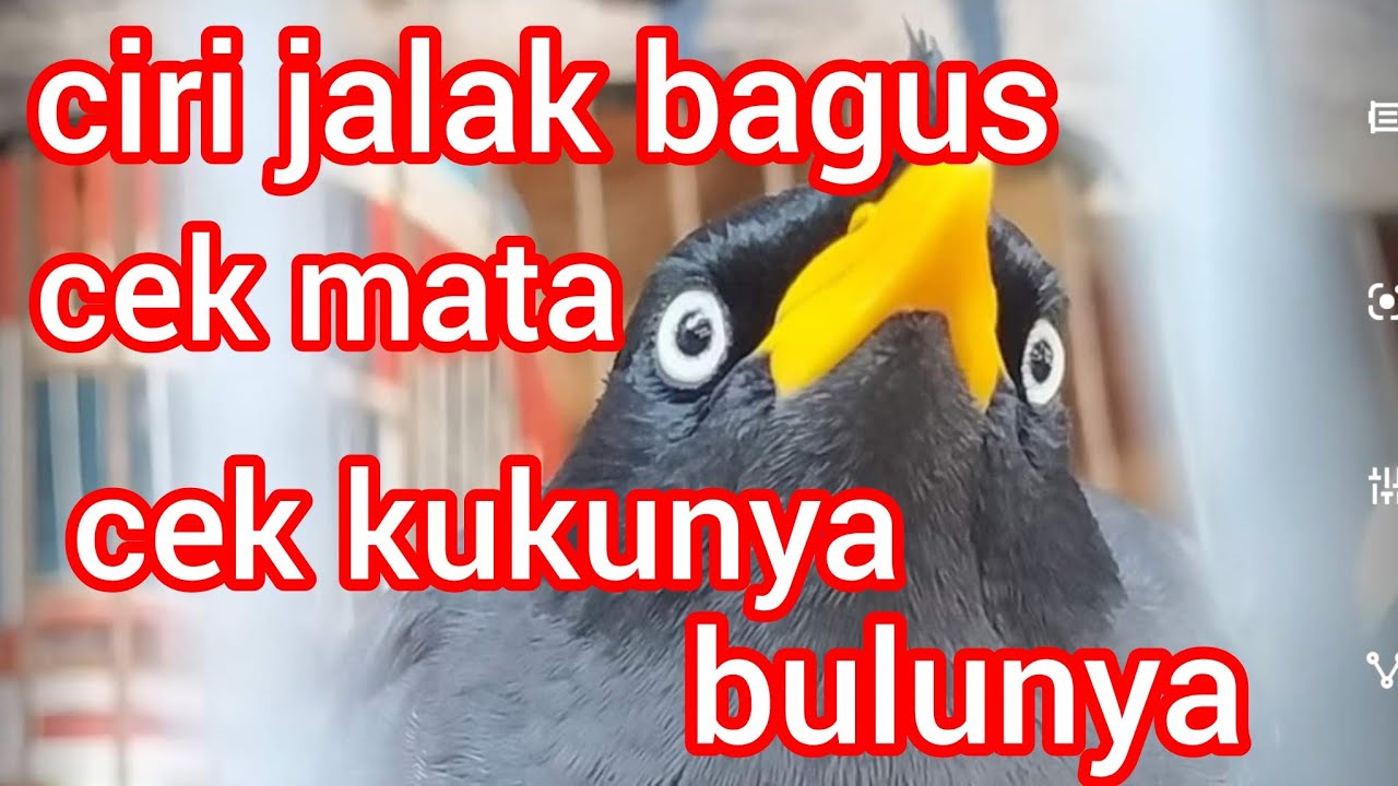 cara memilih jalak yg bakalan banyak ngomong dan isian