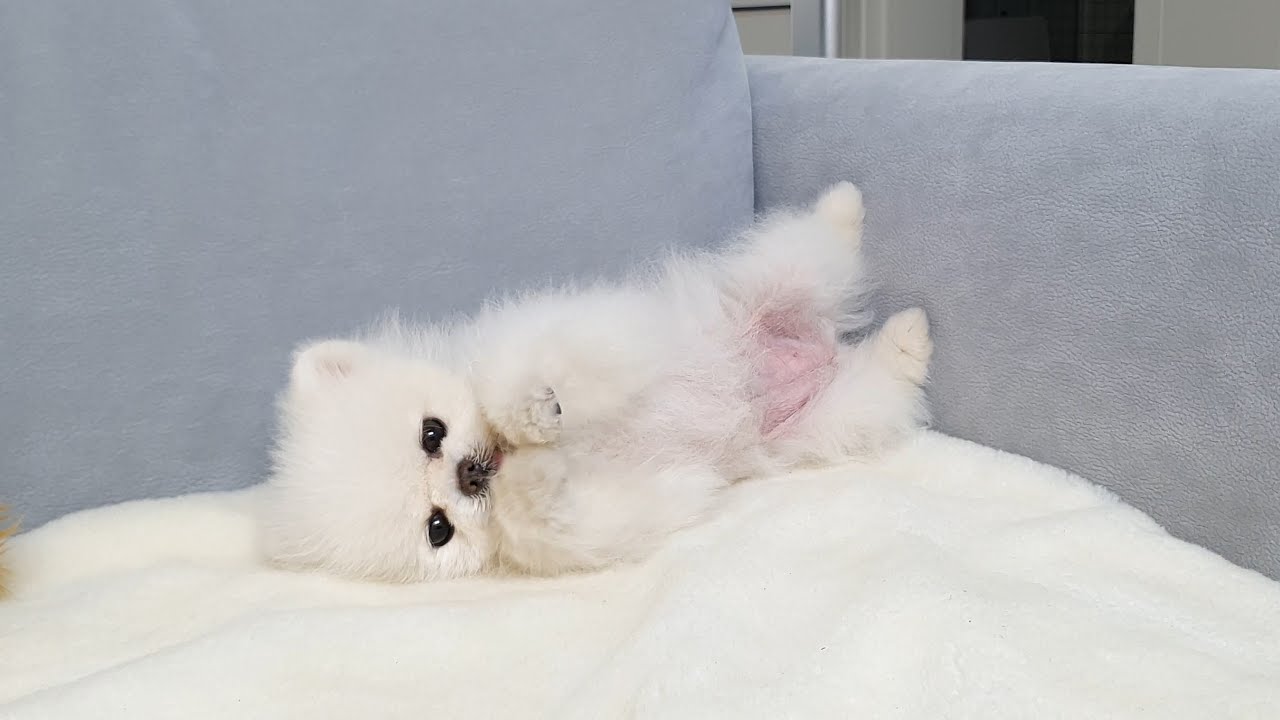 강아지 감기에는 배꿀찜