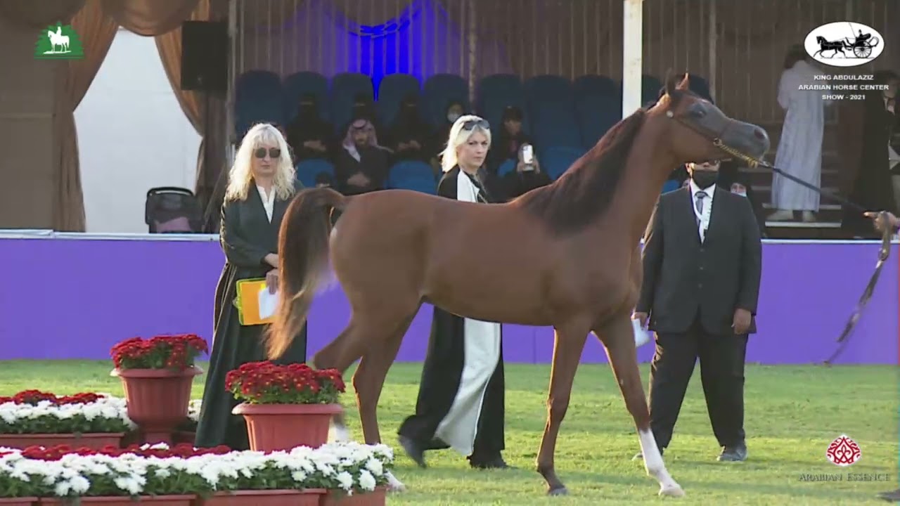 N 157 AL WAJEEH AL REEH   King Abdulaziz Arabian Horse Center Show 2021   Yearling Colts Class 7A