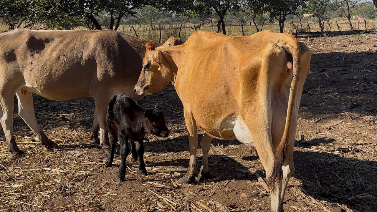 OTRO HIJO DEL TORO ANGUS !
