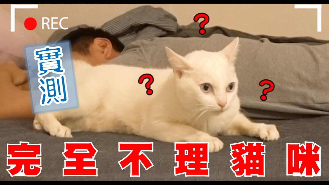 【豆漿實測】殘忍紀錄　不理撒嬌貓咪