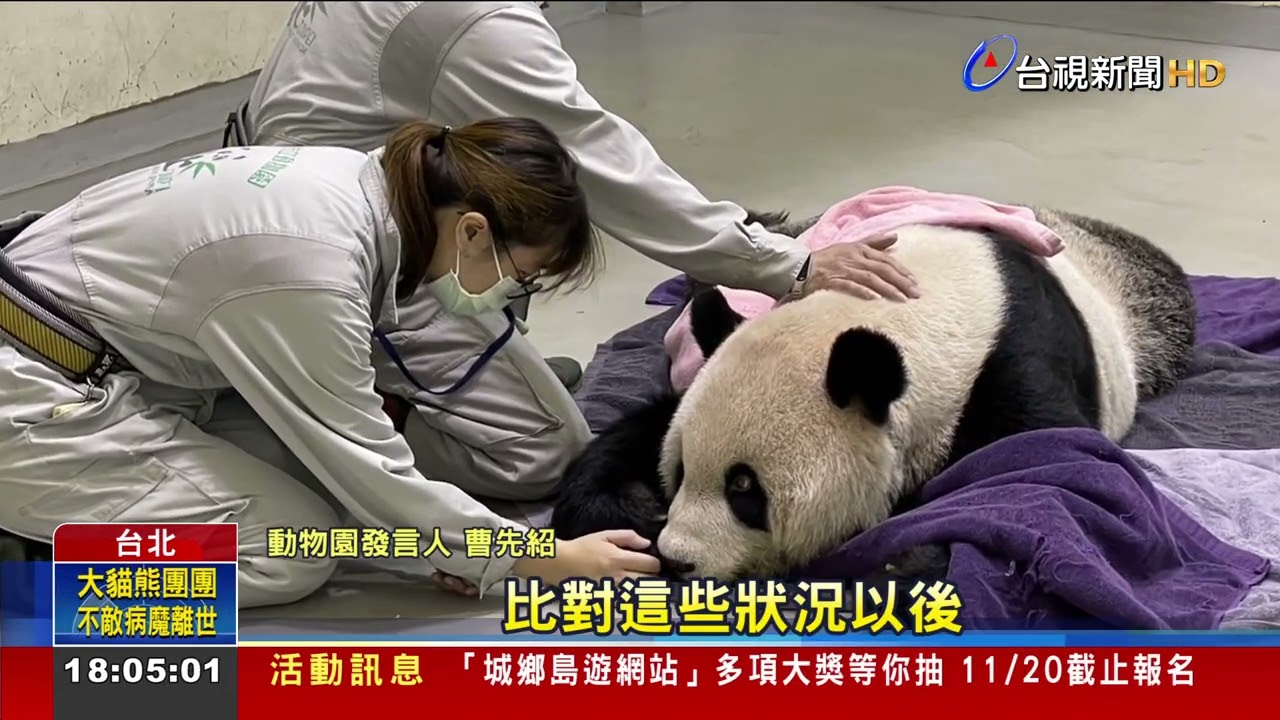 再見了!大貓熊團團不敵病魔沉睡中離世
