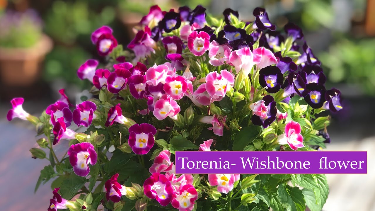 How to grow & care Torenia- Wishbone flower ...multi coloured Torenias