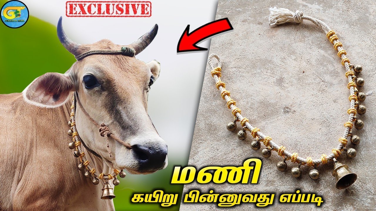 மாட்டிற்கு மணி கயிறு பின்னுவது எப்படி|மணி கயிறு கட்டுவது எப்படி