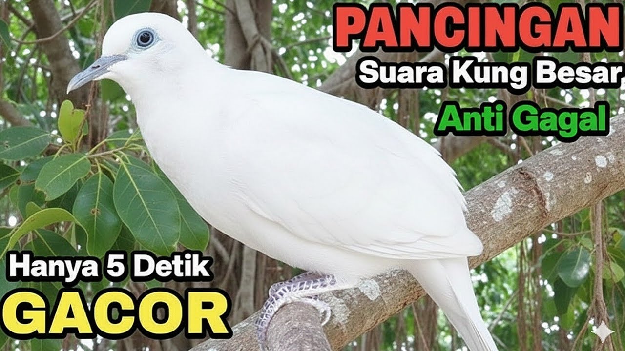 Perkutut Putih Gacor SUARA KUNG BESAR Untuk Pancingan Semua Jenis Perkutut ‼️ #perkutut 