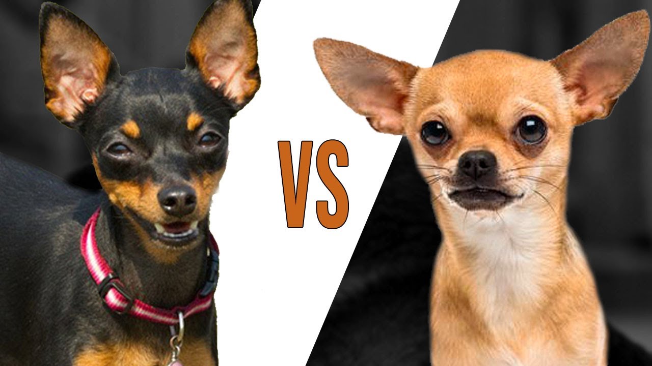 PINSCHER VS CHIHUAHUA - Comparação entre raças